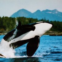 Orca