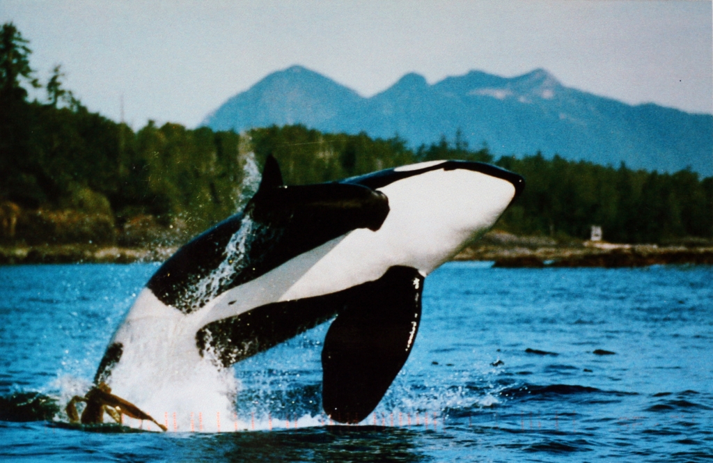 An Orca breaching the water while in a bay, you can see a forest and the mountains behind it.