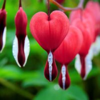 bleeding-heart-1425870_1280