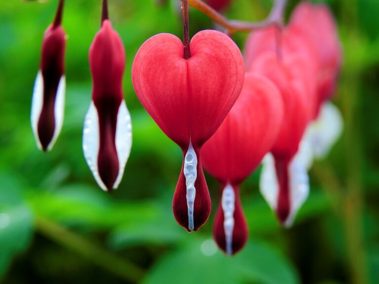 bleeding-heart-1425870_1280