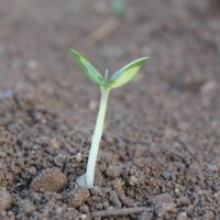 seedling