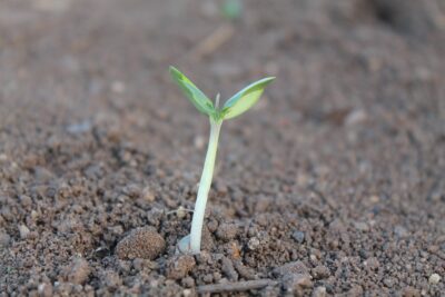 seedling