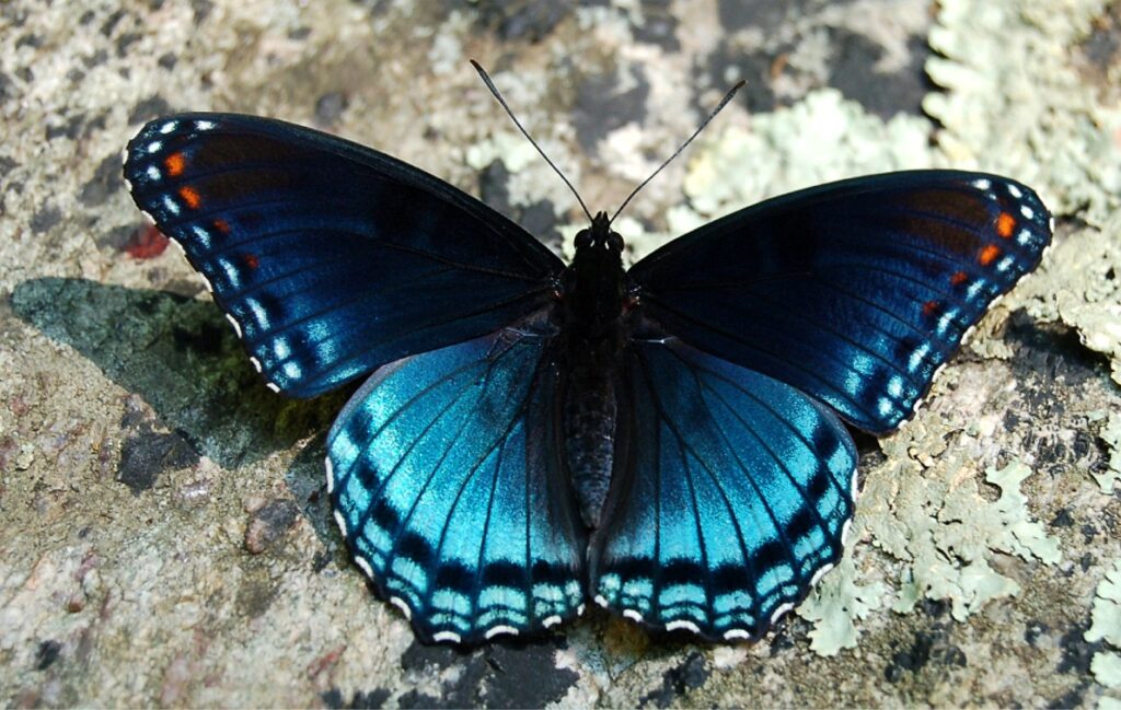 A beautiful butterfly whose wings have shades of blue and purple, with orange accents.