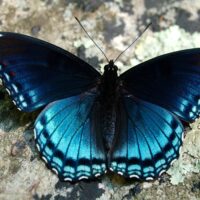 purple_butterfly_image-284662491